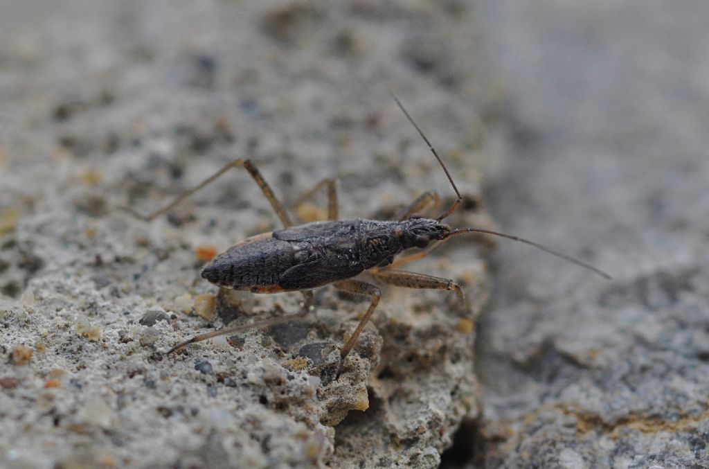 Nabidae: ninfa di...Nabis sp.